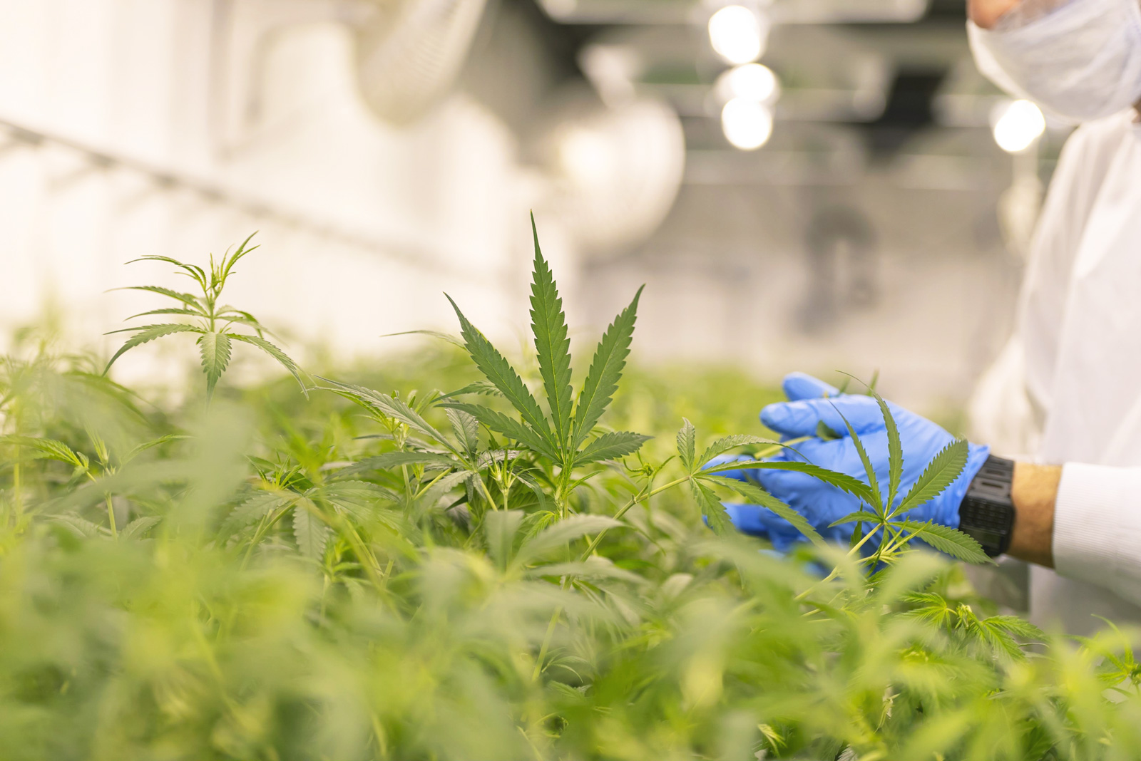 Cannabis Side-Effects Can Mimic DKA in People with Type 1 Diabetes